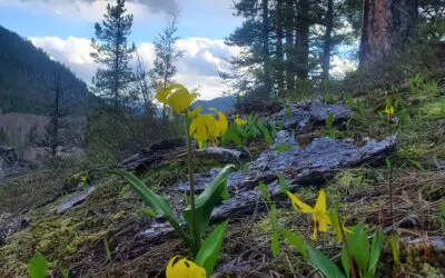 Bloom ~ Spring Cleanse, Nourish & Rejuvenate Retreat