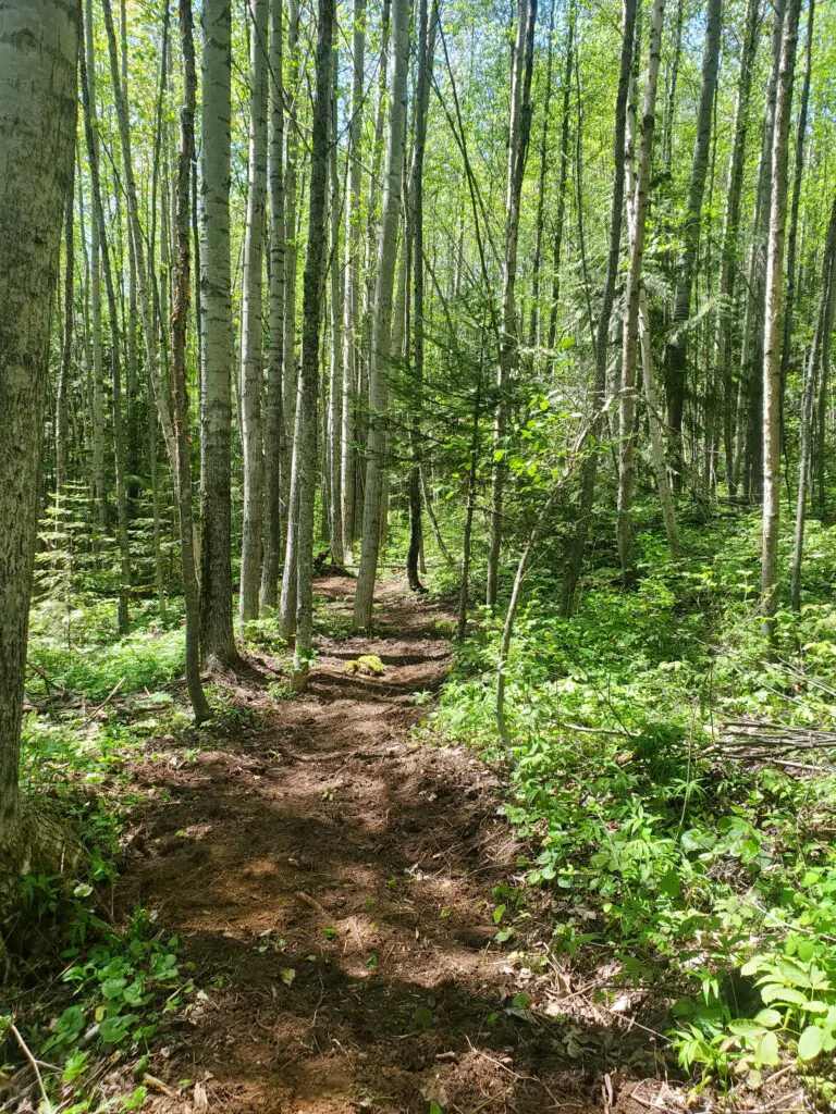 buddha in the zen garden
