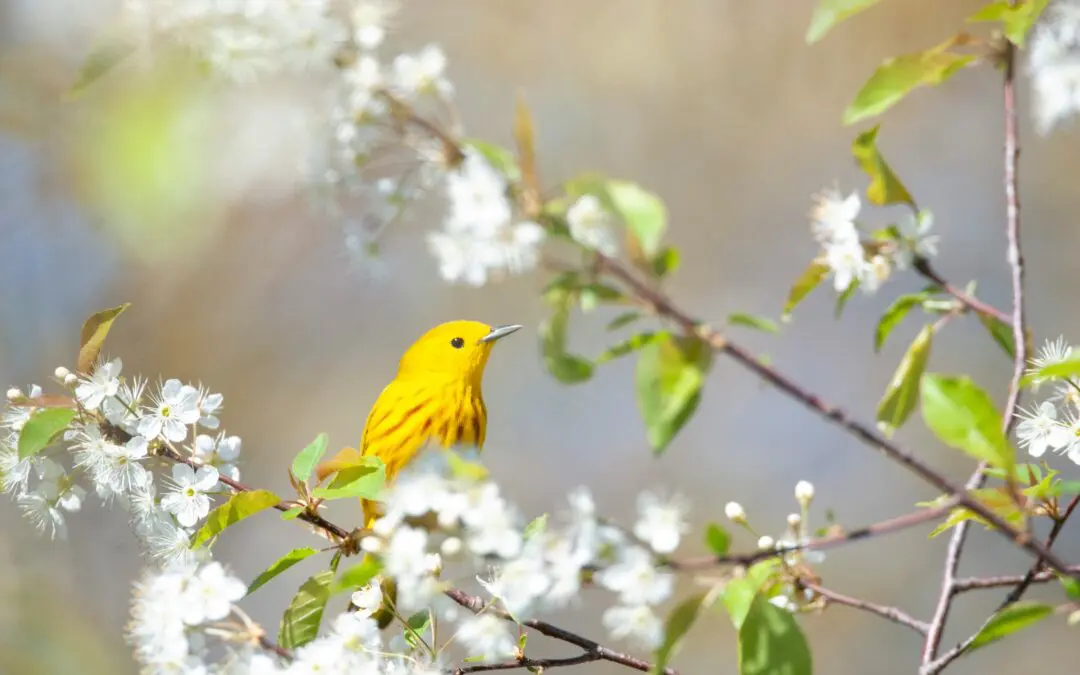 Bloom ~ Spring Cleanse, Nourish & Rejuvenate Retreat
